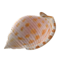 shell_1