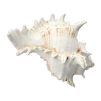 shell_2